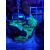 Discosoma green